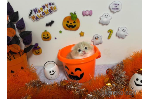 成約済の大阪府のスコティッシュフォールド(折れ耳)-68381